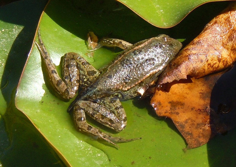 Rana da identificare - Pelophylax cf. perezi (Barcelona, E)